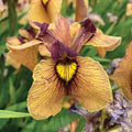  Yarai Iris