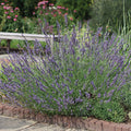  Phenomenal&trade; Lavender