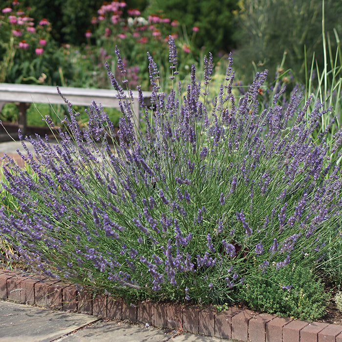  Phenomenal&trade; Lavender