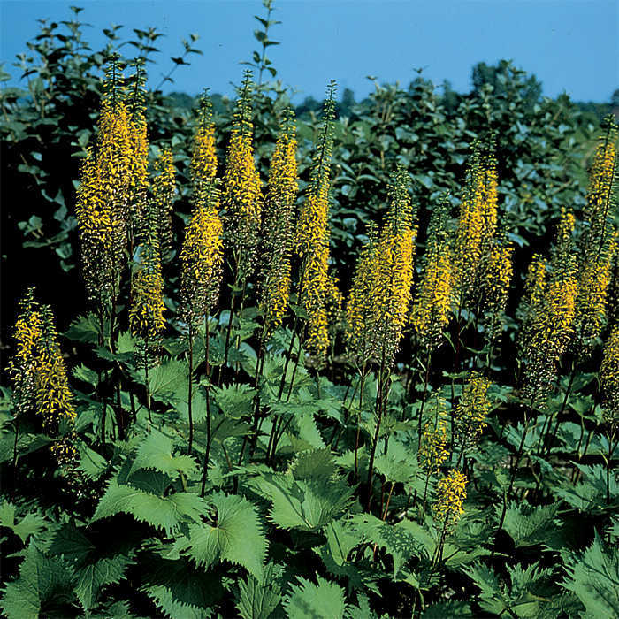  Rocket Ligularia