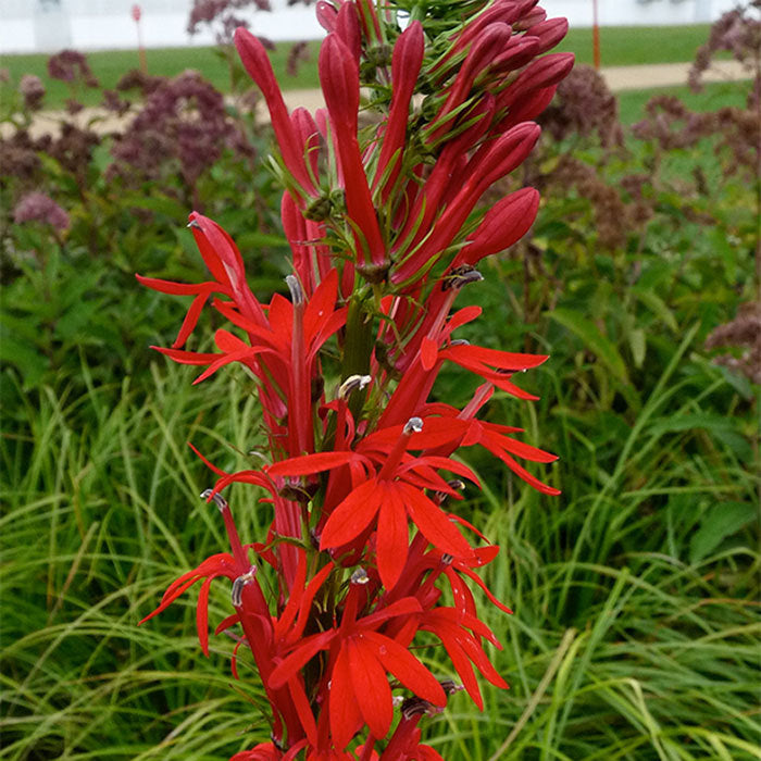  Cardinal Lobelia