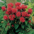  Fireball Dwarf Monarda