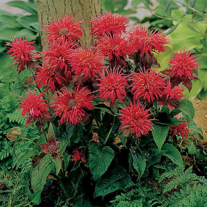  Fireball Dwarf Monarda
