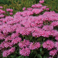  Bubblegum Blast Monarda