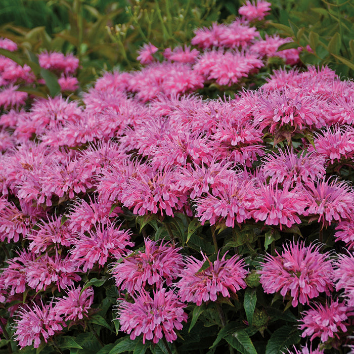  Bubblegum Blast Monarda