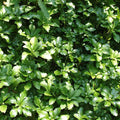  Pachysandra Rooted Cuttings