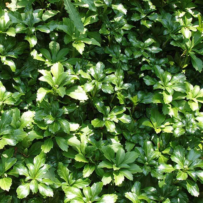 Pachysandra Rooted Cuttings