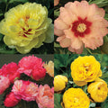  Fancy Peony Offer