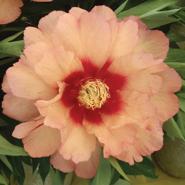 Callie's Memory Peony