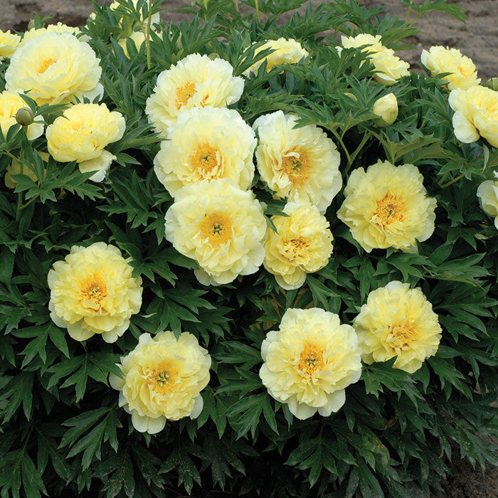  Bartzella Itoh Hybrid Peony