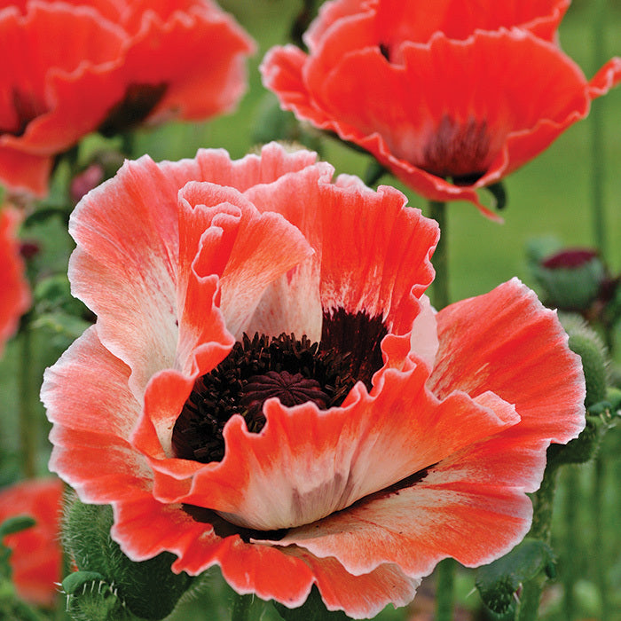  Carnival Oriental Poppy
