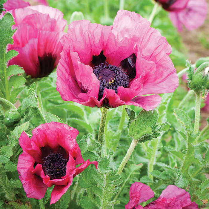  Plum Pudding Oriental Poppy