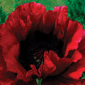  Heartbeat Oriental Poppy