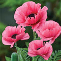  Burning Heart Oriental Poppy
