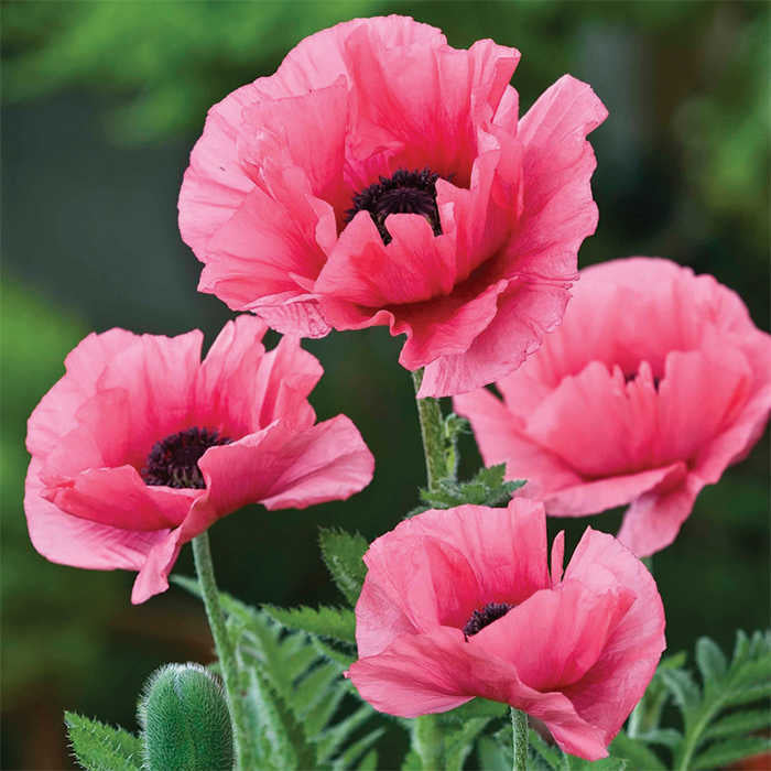  Burning Heart Oriental Poppy
