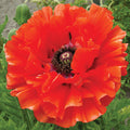  Eye Catcher Poppy