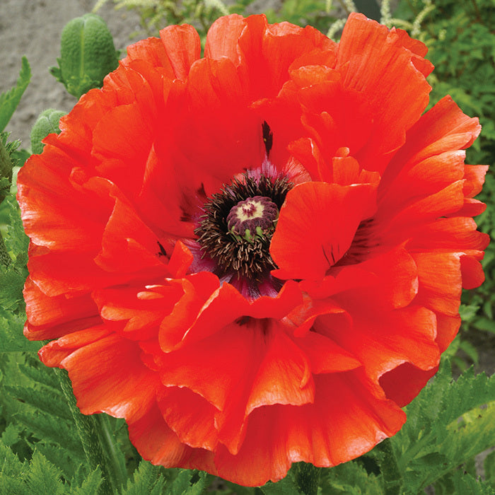  Eye Catcher Poppy