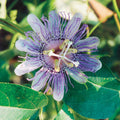  Maypop Passionflower Vine
