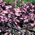  Dakota&trade; Burgundy Penstemon