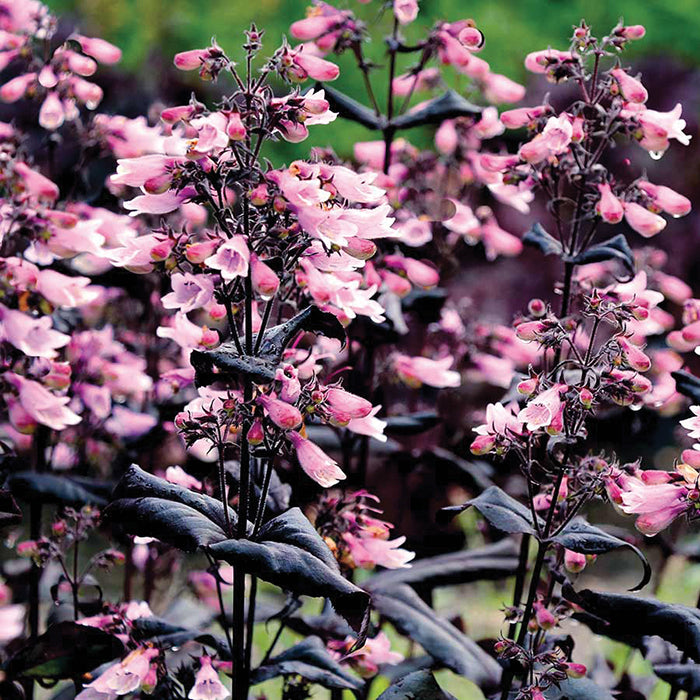  Dakota&trade; Burgundy Penstemon
