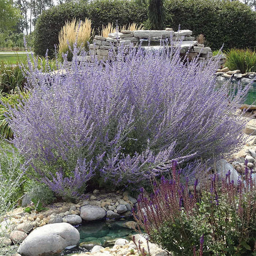  'Blue Spires' Russian Sage