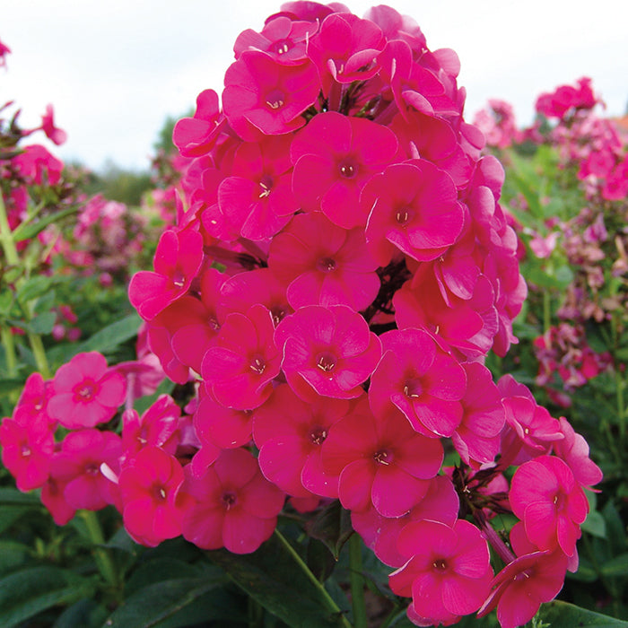 Grenadine Dream Phlox
