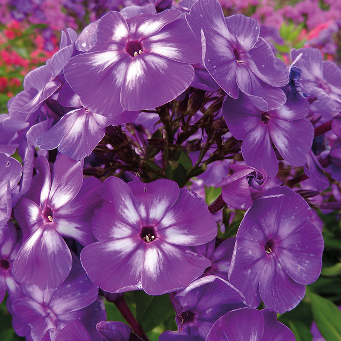  Laura Hardy Garden Phlox