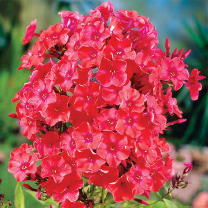  Orange Perfection Hardy Garden Phlox