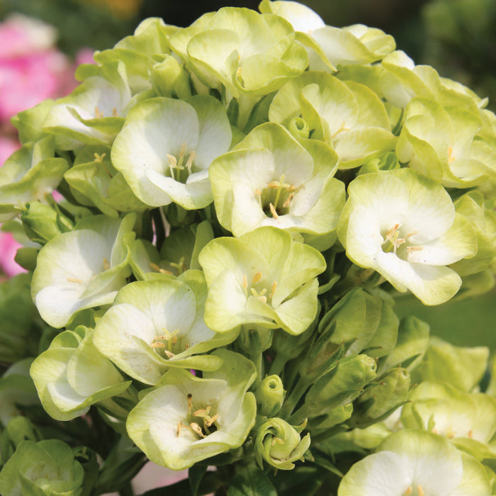  Orchid Green Phlox