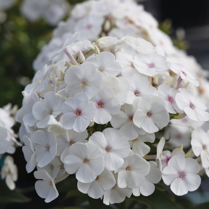  Super Ka-Pow&trade; White Phlox
