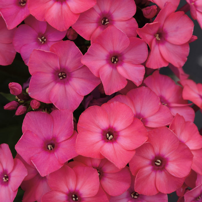  Super Ka-Pow Coral Phlox