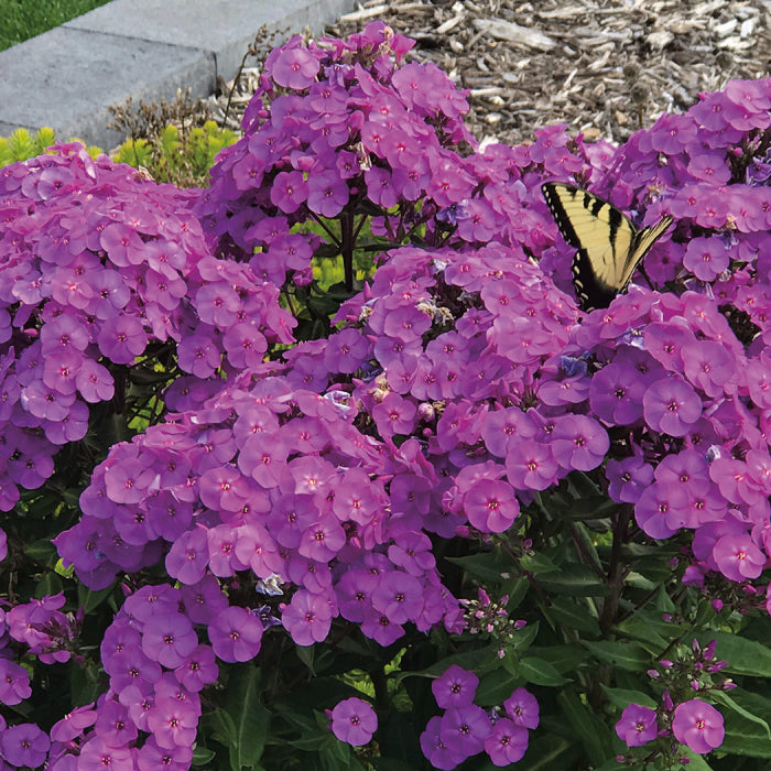  Super Ka-Pow Lavender Phlox
