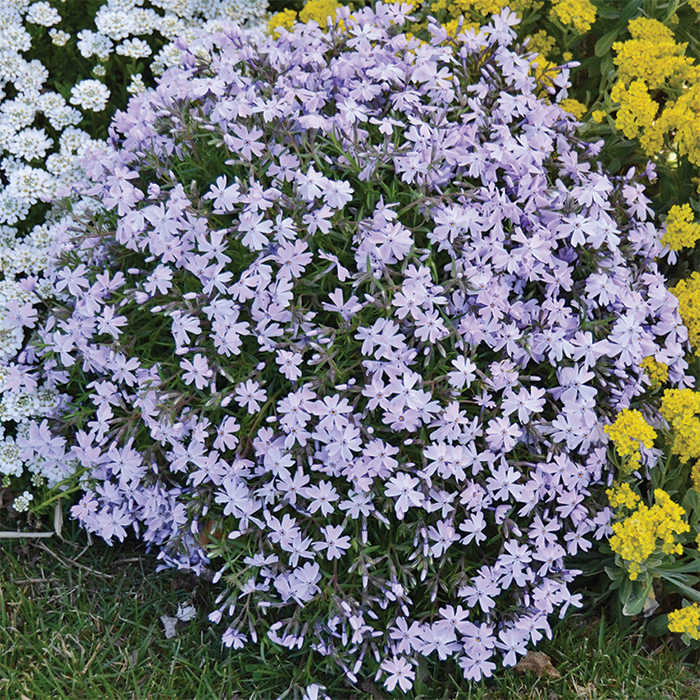  Blue Creeping Phlox