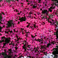  Wine Red Creeping Phlox