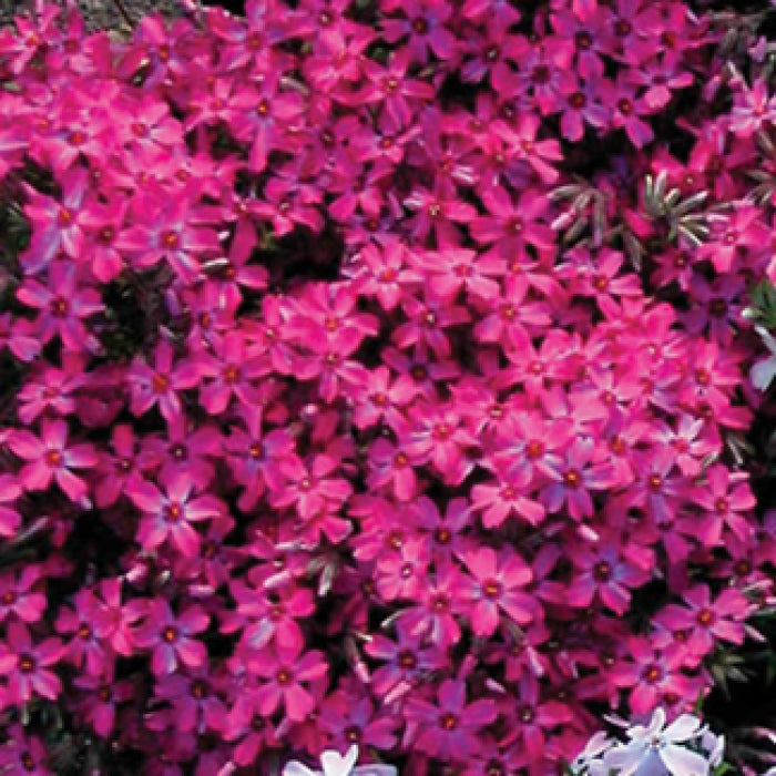  Wine Red Creeping Phlox
