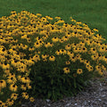  American Gold Rush Rudbeckia