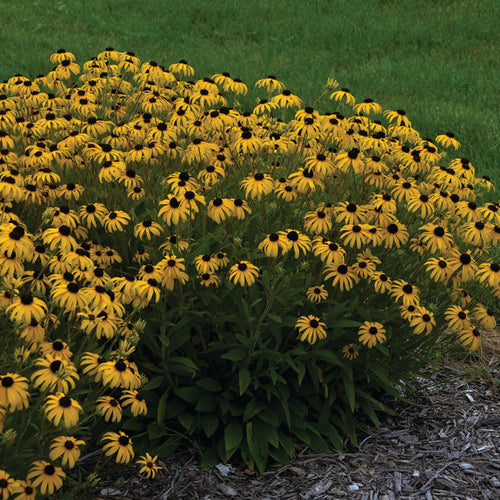  American Gold Rush Rudbeckia