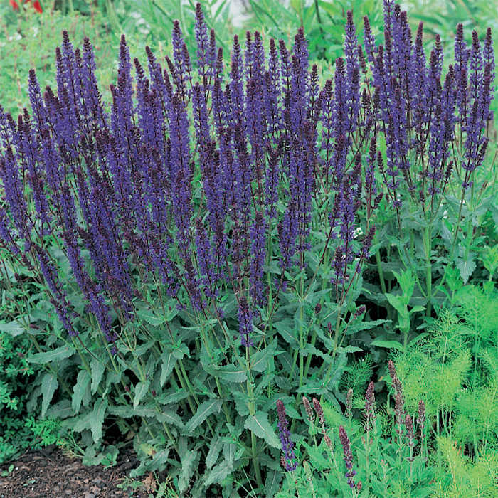  May Night Salvia