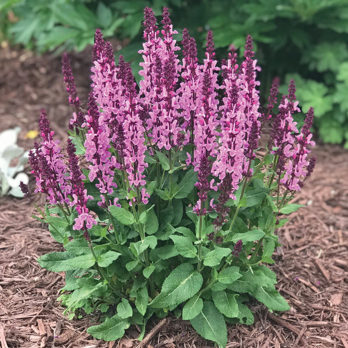  Rose Marvel Salvia