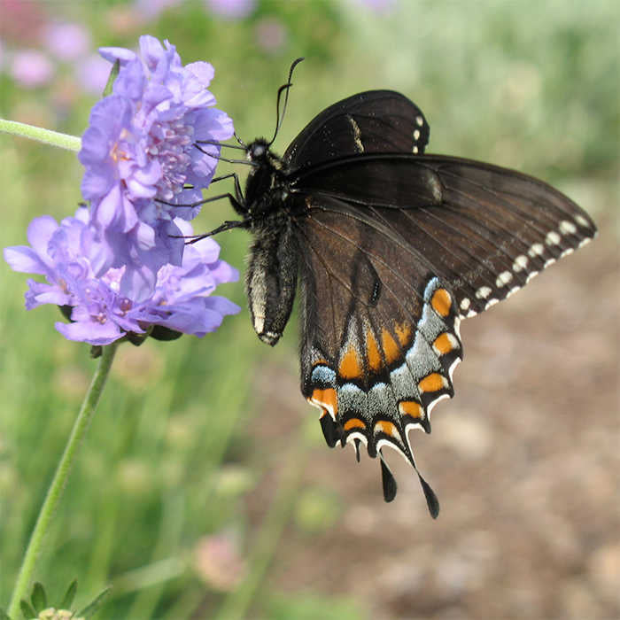  Butterfly Blue Scabiosa