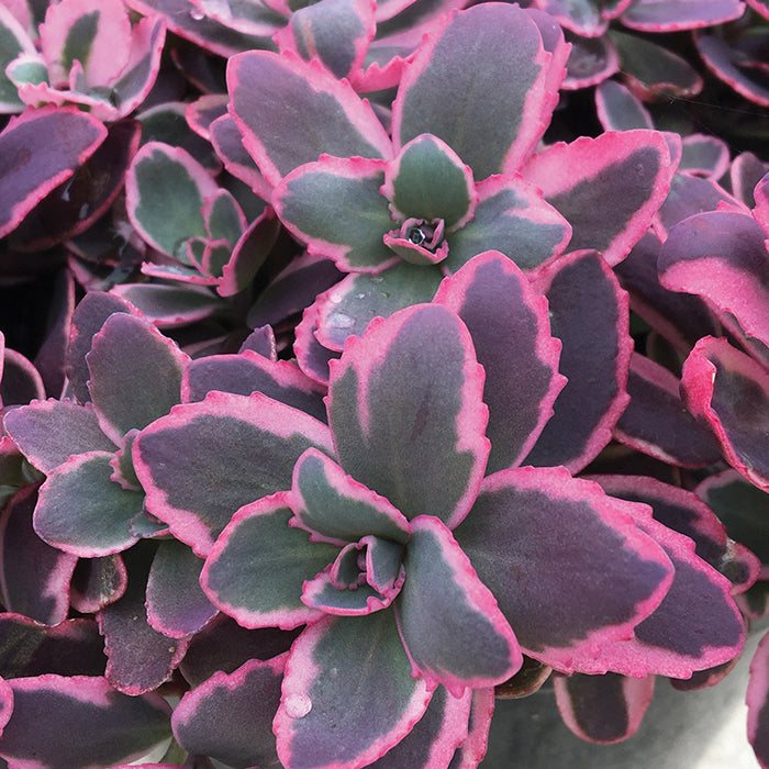  Sunsparkler&reg; 'Dream Dazzler' Sedum