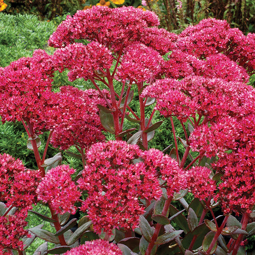  'Thunderhead' Sedum