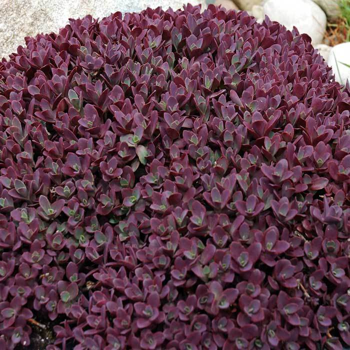  Sunsparkler&reg; Firecracker Sedum