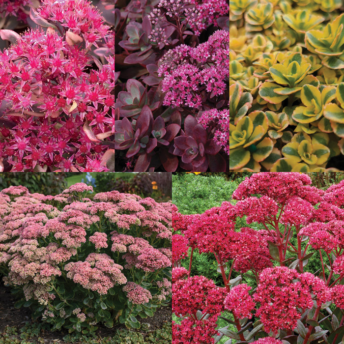  Sedum Sampler