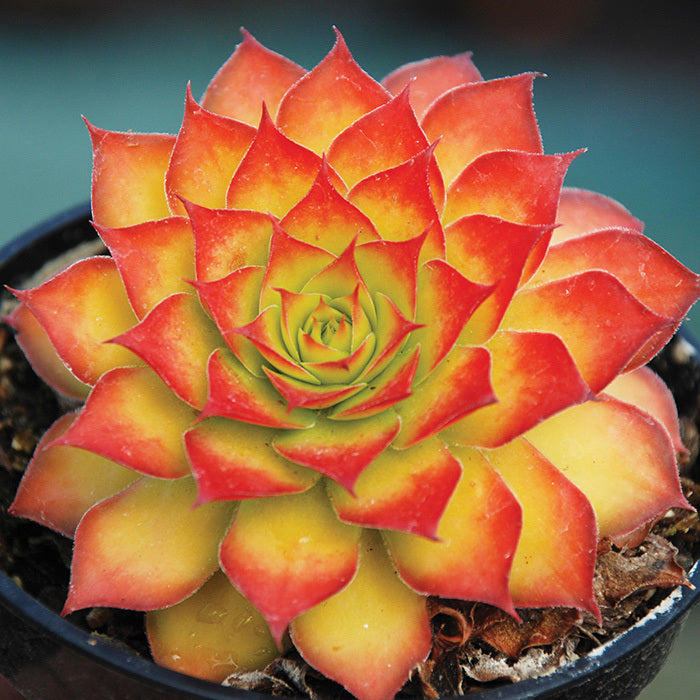  Chick Charms&reg; Gold Sempervivum