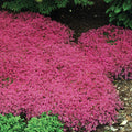  Creeping Thyme