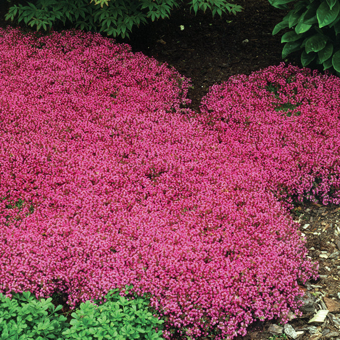  Creeping Thyme