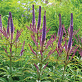  Cupid Veronicastrum