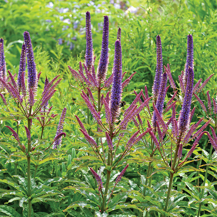  Cupid Veronicastrum