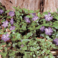  Bowles Variety Vinca